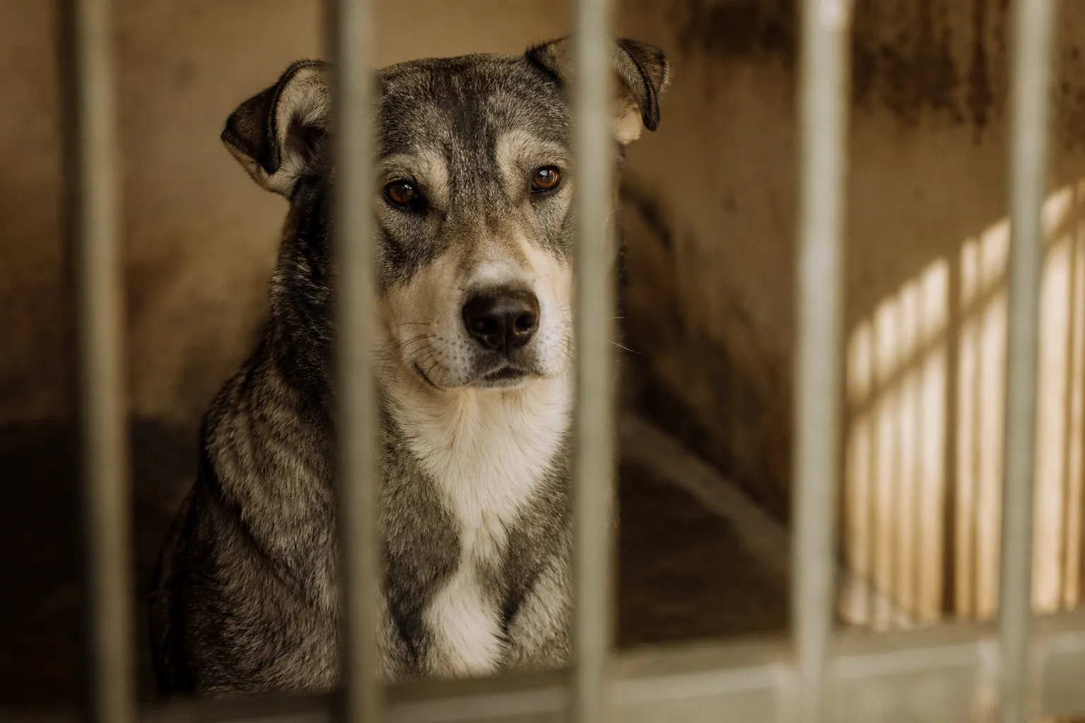 Grauer Hund blickt ruhig aus einer Tierheim-Box, warmes Nachmittagslicht